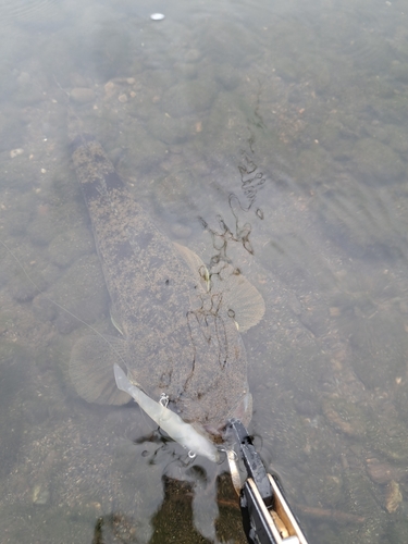 マゴチの釣果