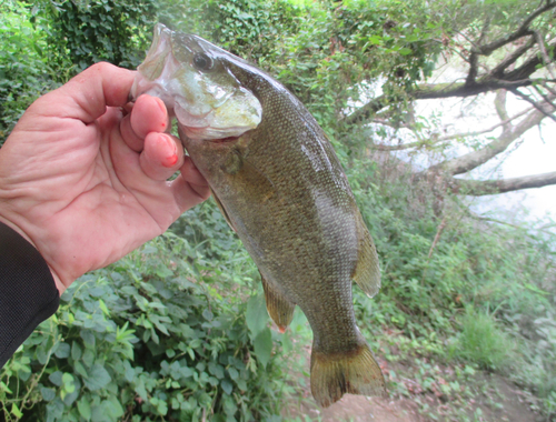 スモールマウスバスの釣果