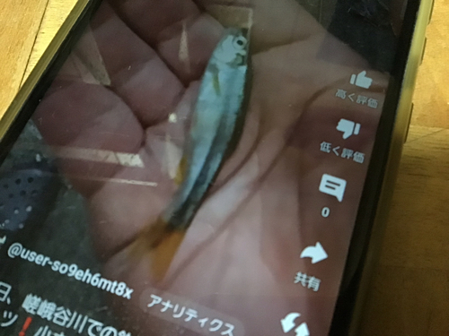 カワムツの釣果