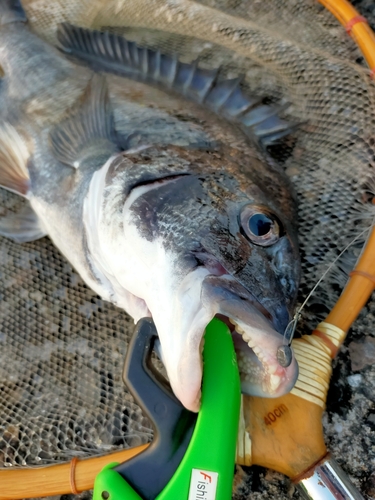 チヌの釣果