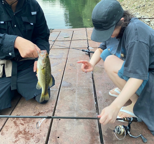 ブラックバスの釣果