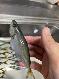 メアジの釣果