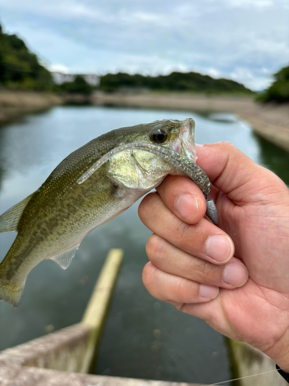 ブラックバス