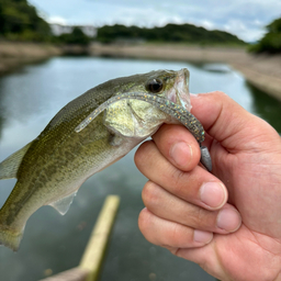 ブラックバス