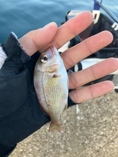 チャリコの釣果