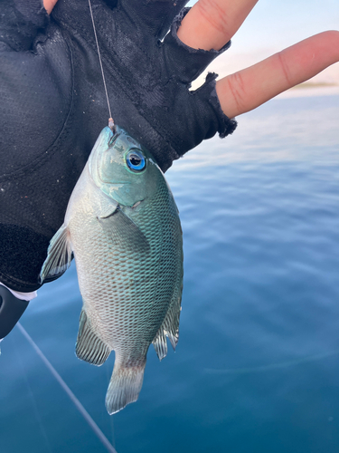 クチブトグレの釣果