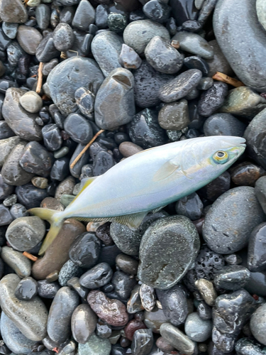 ワカシの釣果