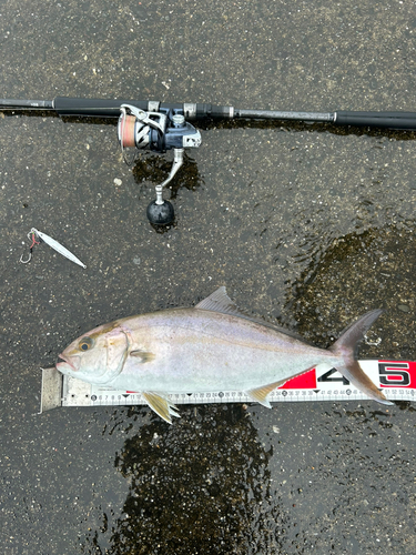 ネリゴの釣果