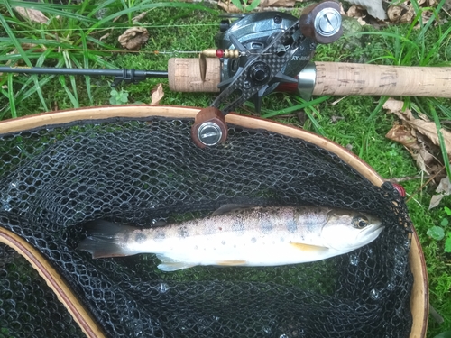 ヤマメの釣果