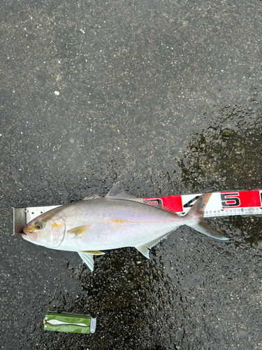 ネリゴの釣果