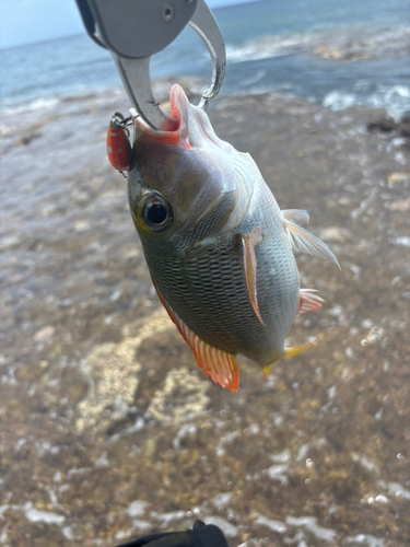 釣果