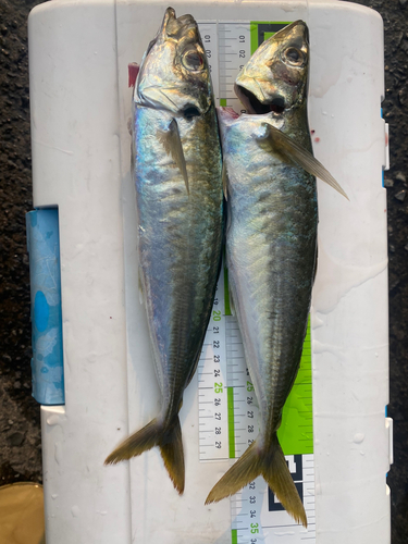 アオアジの釣果