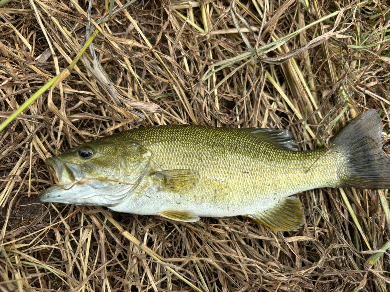 スモールマウスバス