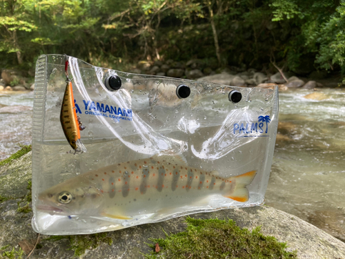 アマゴの釣果