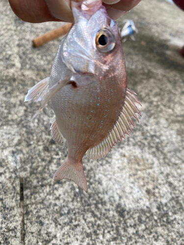 チャリコの釣果