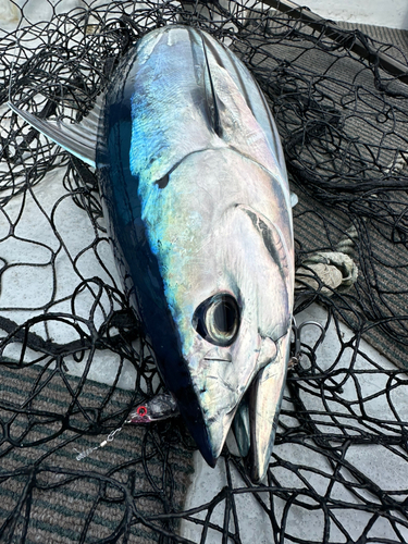 カツオの釣果