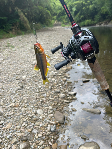 釣果