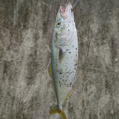 ワカシの釣果