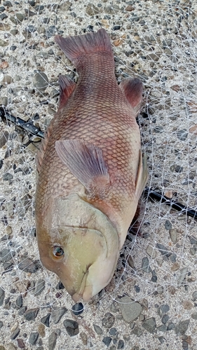 コブダイの釣果