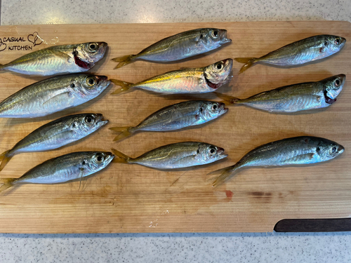 アジの釣果