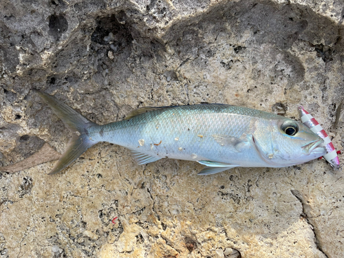 アオチビキの釣果