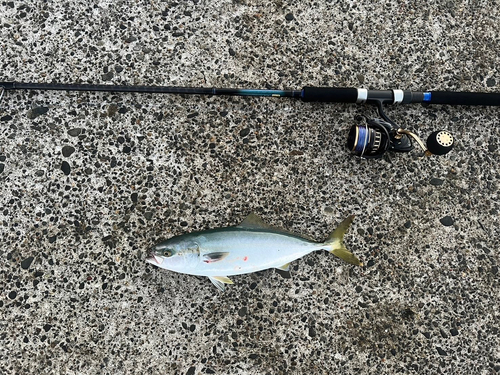 ワカシの釣果