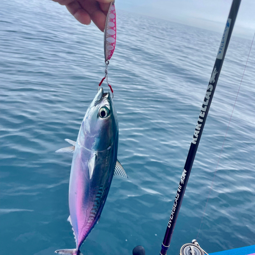 マルソウダの釣果