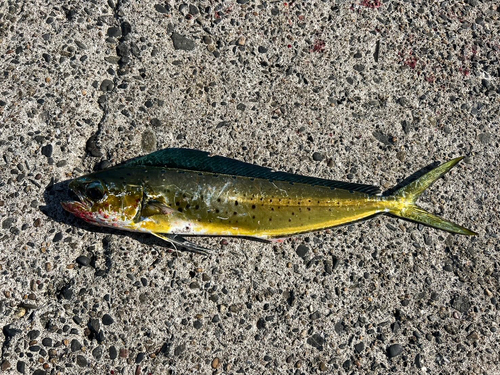 シイラの釣果