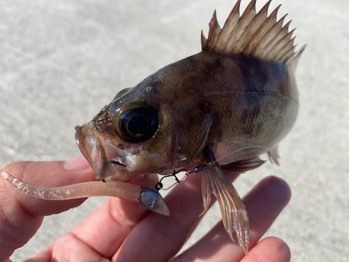 メバルの釣果