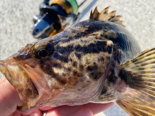 タケノコメバルの釣果