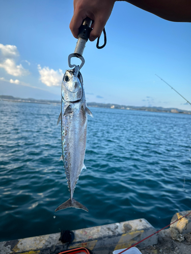 ソウダガツオの釣果