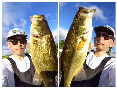 ブラックバスの釣果