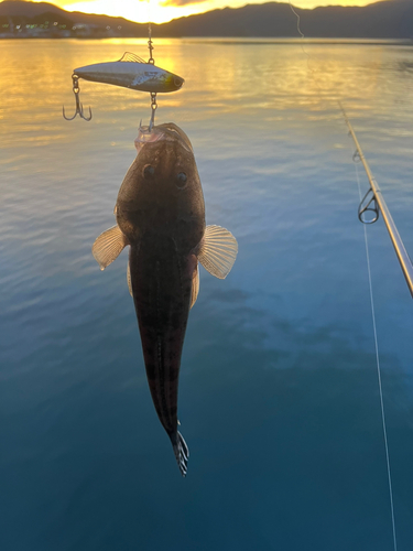 マゴチの釣果