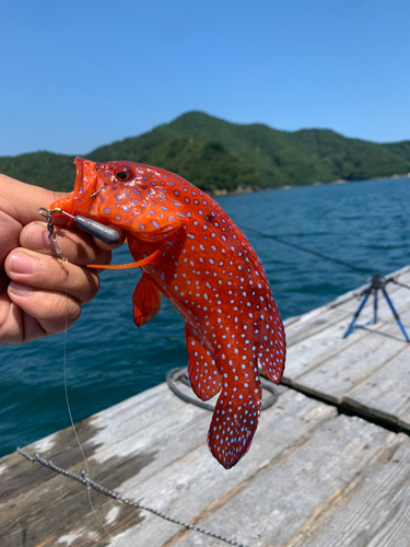 ユカタハタの釣果