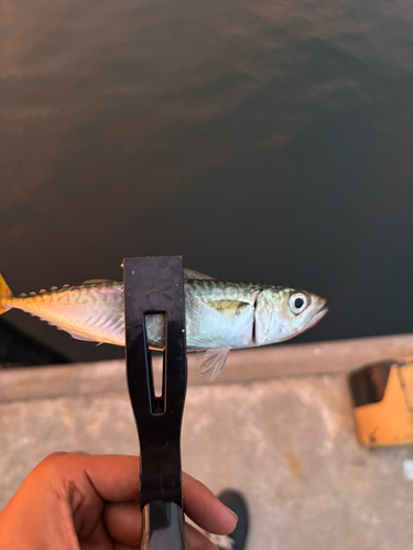 サバの釣果