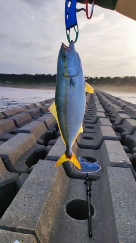 イナダの釣果