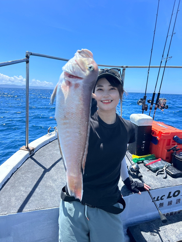 アマダイの釣果