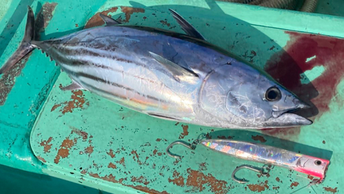 カツオの釣果