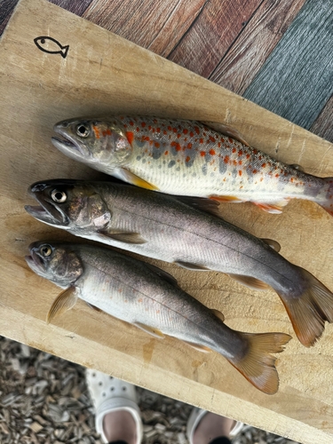 アマゴの釣果