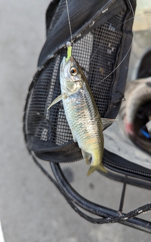 オイカワの釣果