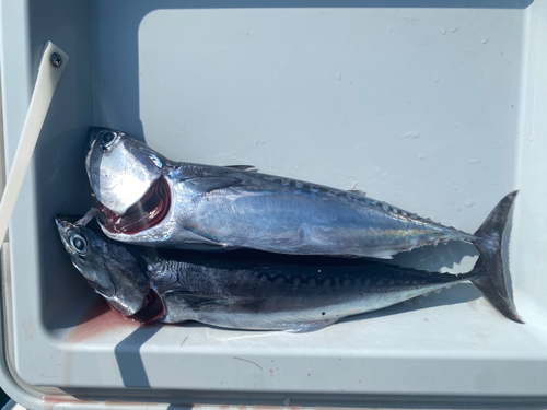 ソウダガツオの釣果