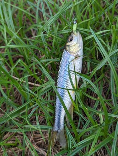 カワムツの釣果