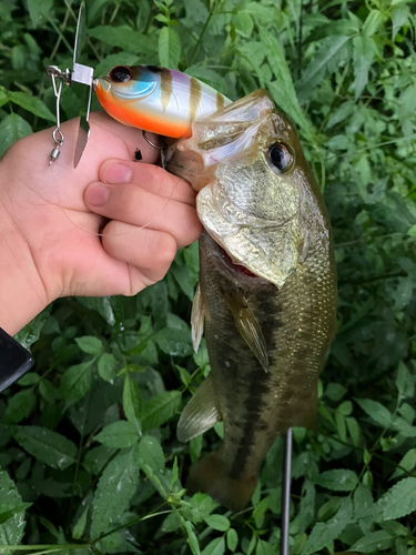 ラージマウスバスの釣果