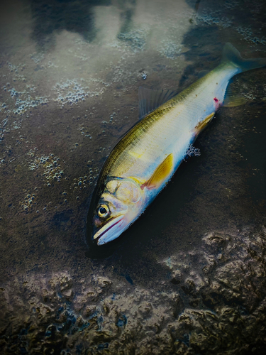 アユの釣果