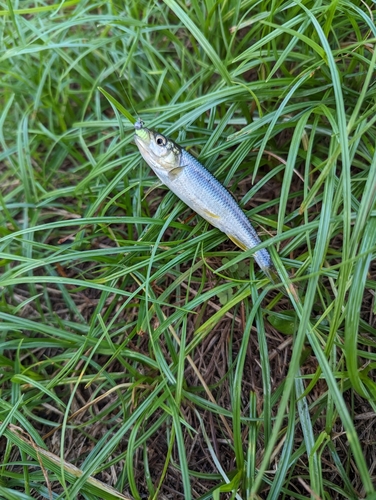 カワムツの釣果