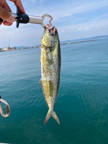 シイラの釣果