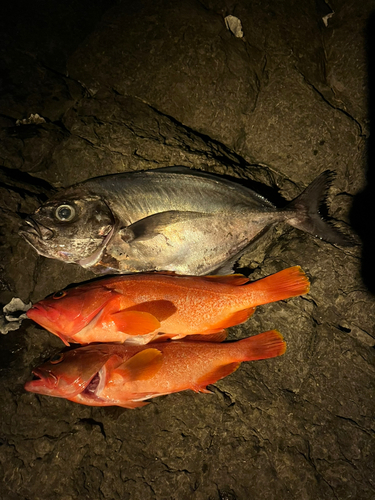 アカハタの釣果