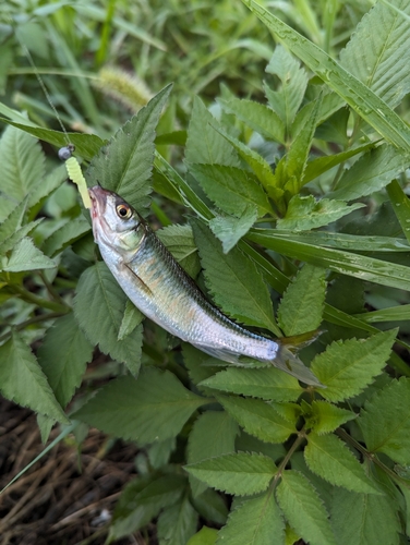 オイカワの釣果