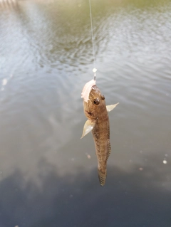 マハゼの釣果