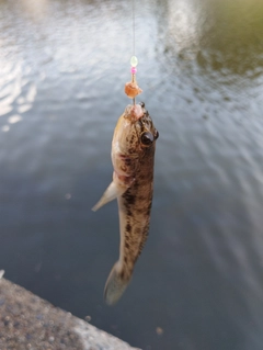 ウロハゼの釣果